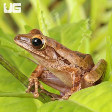 Vietnamese Gliding Frogs For Sale - Underground Reptiles