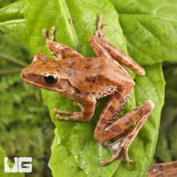 Vietnamese Gliding Frogs For Sale - Underground Reptiles