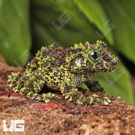 Mossy Tree Frog (Theloderma corticale) For Sale - Underground Reptiles