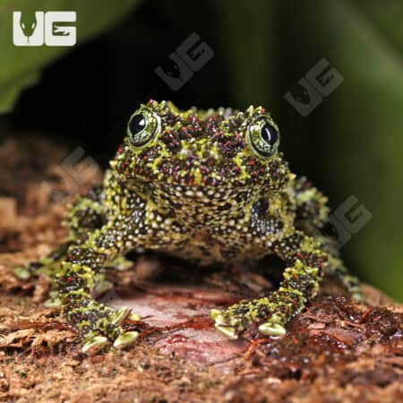 Mossy Tree Frog (Theloderma corticale) For Sale - Underground Reptiles
