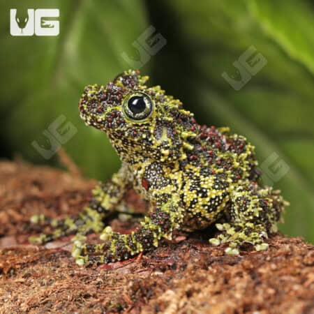 Mossy Tree Frog (Theloderma corticale) For Sale - Underground Reptiles