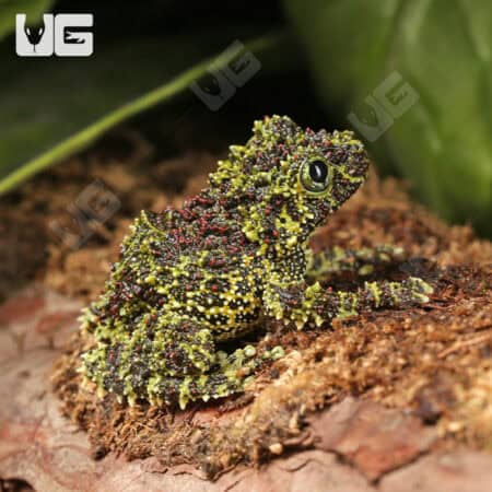 Mossy Tree Frog (Theloderma corticale) For Sale - Underground Reptiles