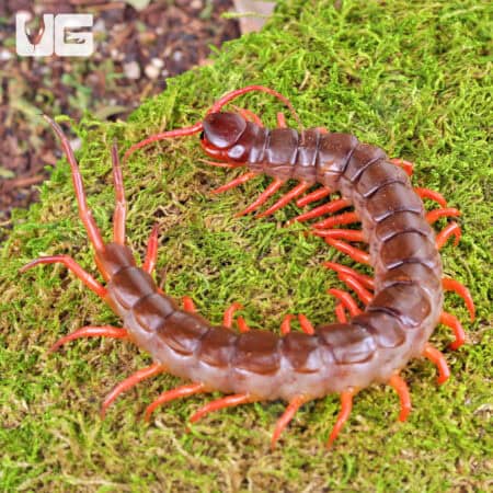 "Orange Leg" Vietnamese Centipede (Scolopendra dehaani) For Sale - Underground Reptiles
