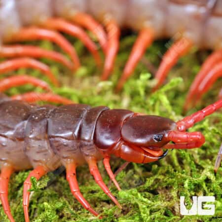 "Orange Leg" Vietnamese Centipede (Scolopendra dehaani) For Sale - Underground Reptiles