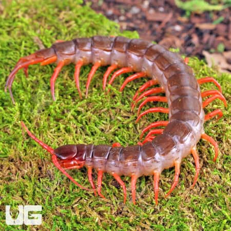 "Orange Leg" Vietnamese Centipede (Scolopendra dehaani) For Sale - Underground Reptiles