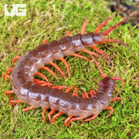 "Orange Leg" Vietnamese Centipede (Scolopendra dehaani) For Sale - Underground Reptiles
