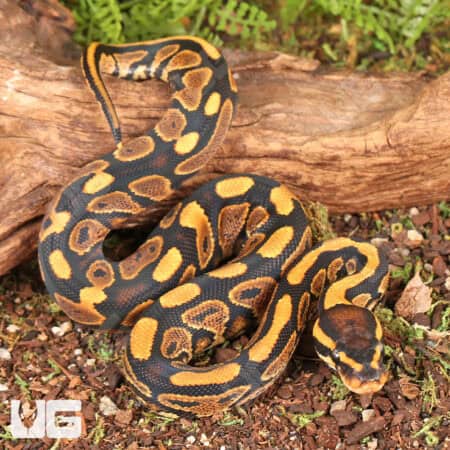 Baby Yellowbelly Ball Pythons For Sale - Underground Reptiles