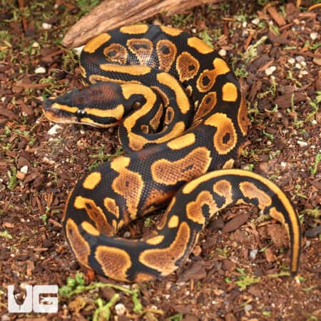 Baby Yellowbelly Ball Pythons For Sale - Underground Reptiles