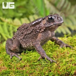 Asian Toads For Sale - Underground Reptiles