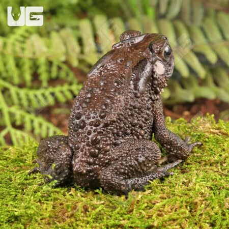 Asian Toads For Sale - Underground Reptiles
