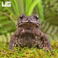 Asian Toads For Sale - Underground Reptiles