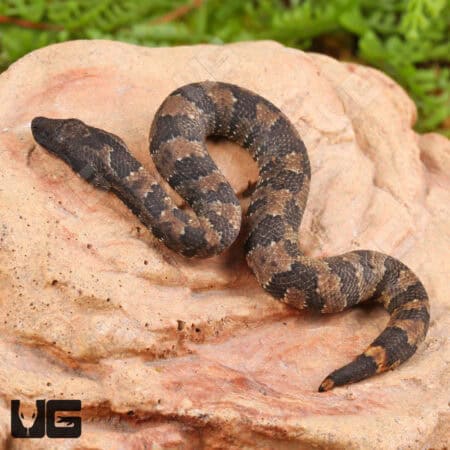 Viper Boa For Sale - Underground Reptiles