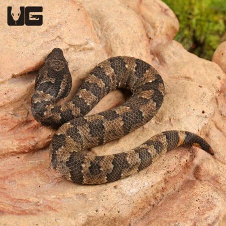 Viper Boa For Sale - Underground Reptiles