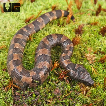 Viper Boa For Sale - Underground Reptiles