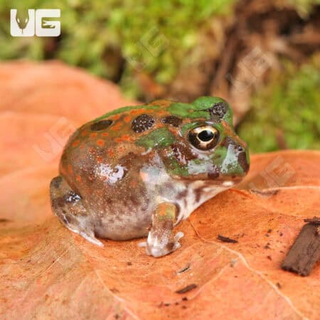 Chaco Horned Frogs for sale - Underground Reptiles