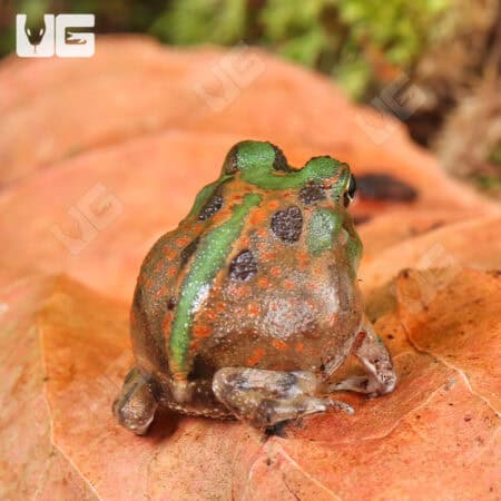 Chaco Horned Frogs for sale - Underground Reptiles