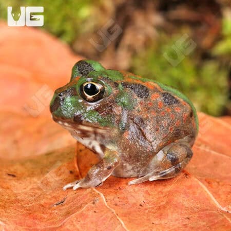 Chaco Horned Frogs for sale - Underground Reptiles