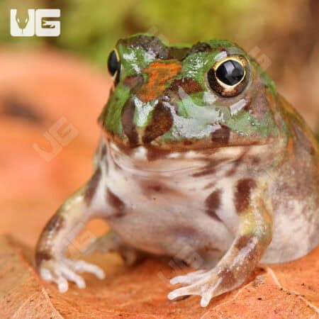 Chaco Horned Frogs for sale - Underground Reptiles