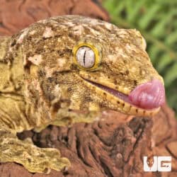 Female High Pink Pine Island Leachianus Geckos For Sale - Underground Reptiles