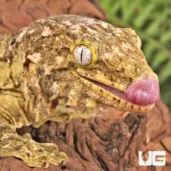 Female High Pink Pine Island Leachianus Geckos For Sale - Underground Reptiles