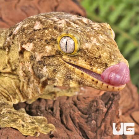 Female High Pink Pine Island Leachianus Geckos For Sale - Underground Reptiles