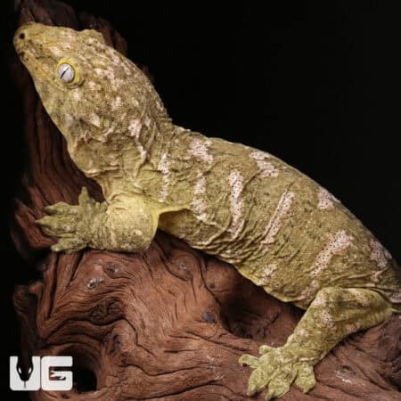 Female High Pink Pine Island Leachianus Geckos For Sale - Underground Reptiles