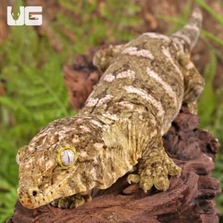 Female High Pink Pine Island Leachianus Geckos For Sale - Underground Reptiles