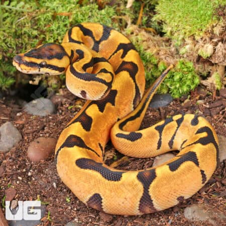 Baby Ghost Enchi Ball Pythons For Sale - Underground Reptiles