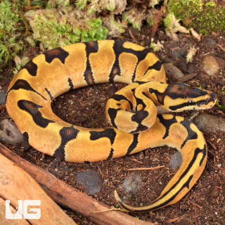 Baby Ghost Enchi Ball Pythons For Sale - Underground Reptiles