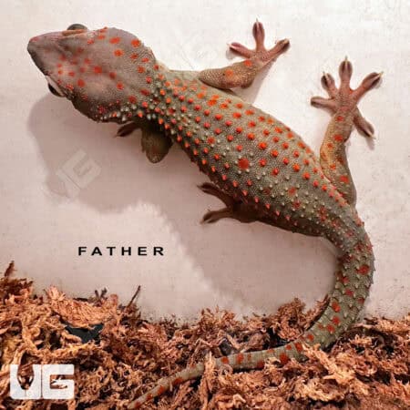 Candy Button Tokay Gecko, vibrant orange and gray coloration, in a close-up view.