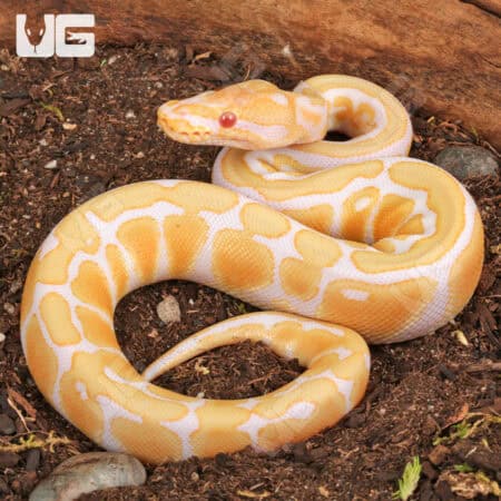 Baby Female Albino Pastel Spotnose Ball Python (Python regius) For Sale - Underground Reptiles