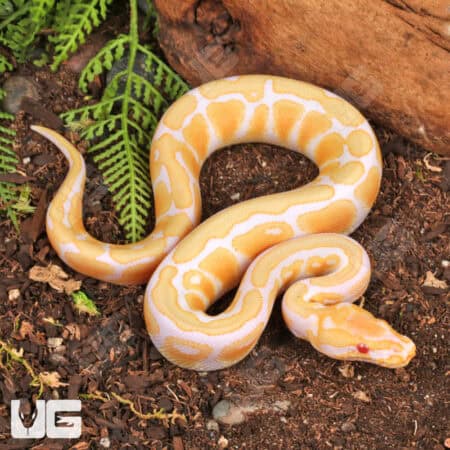 Baby Female Albino Pastel Spotnose Ball Python (Python regius) For Sale - Underground Reptiles