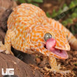 Male Albino Tokay Geckos for sale - Underground Reptiles