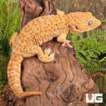 Male Albino Tokay Geckos for sale - Underground Reptiles