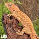 Male Albino Tokay Geckos for sale - Underground Reptiles