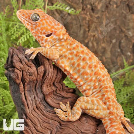 Male Albino Tokay Geckos for sale - Underground Reptiles