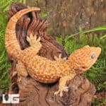 Male Albino Tokay Geckos for sale - Underground Reptiles