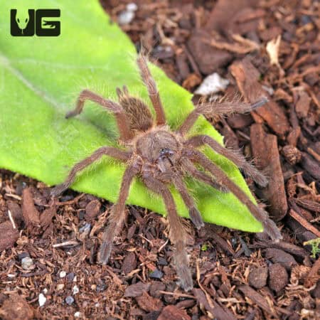 Asian Fawn Tarantula For Sale - Underground Reptiles