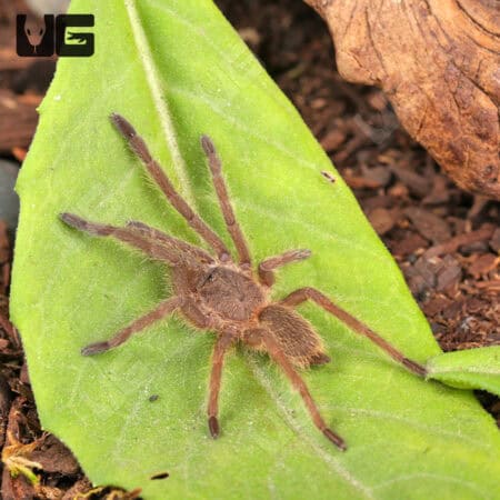 Asian Fawn Tarantula For Sale - Underground Reptiles