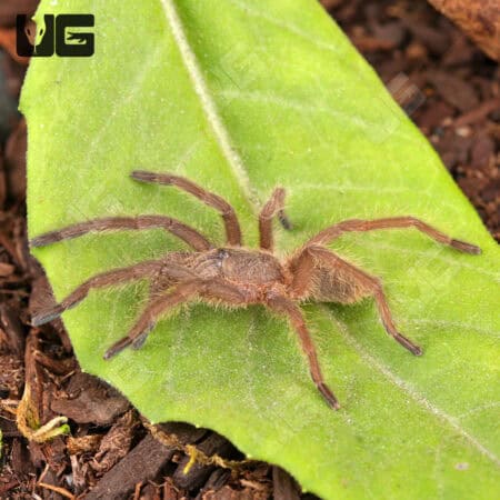 Asian Fawn Tarantula For Sale - Underground Reptiles