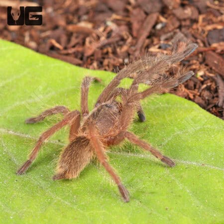 Asian Fawn Tarantula For Sale - Underground Reptiles