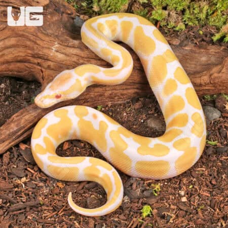 Baby Albino Ball Python (Python regius) For Sale - Underground Reptiles