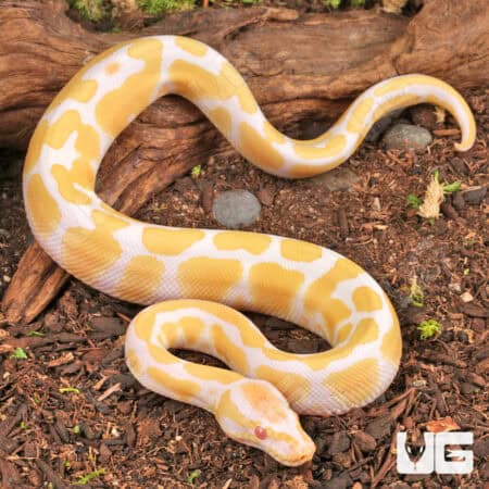 Baby Albino Ball Python (Python regius) For Sale - Underground Reptiles