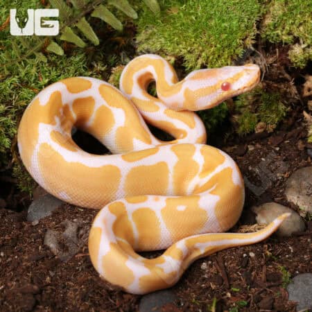 Baby Female Albino Gravel Ball Python