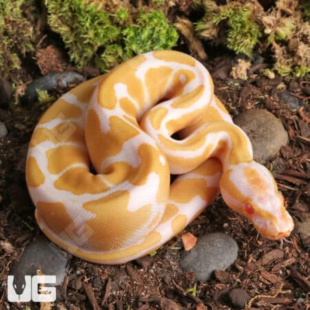 Baby Female Albino Gravel Ball Python