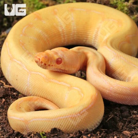 Baby Albino Gravel Pinstripe Ball Python For Sale - Underground Reptiles