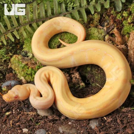 Baby Albino Gravel Pinstripe Ball Python For Sale - Underground Reptiles