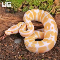 Baby Albino Pastel Ball Python For Sale - Underground Reptiles