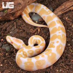 Baby Albino Pastel Ball Python For Sale - Underground Reptiles