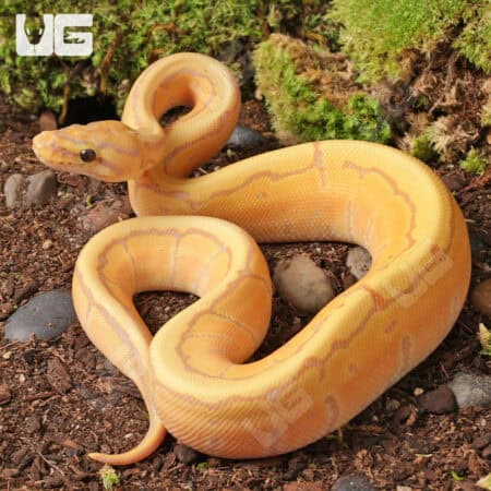 Baby Male Banana Pinstripe Ball Python - Underground Reptiles